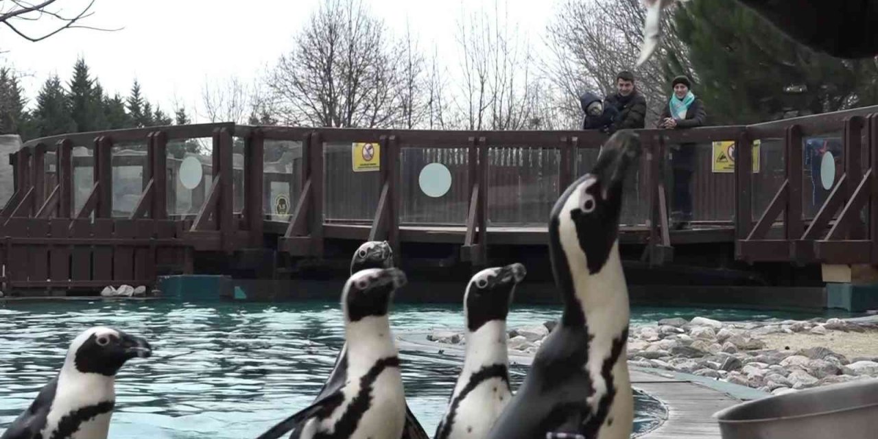 Bursa Hayvanat Bahçesi’nin ailesi büyüyor