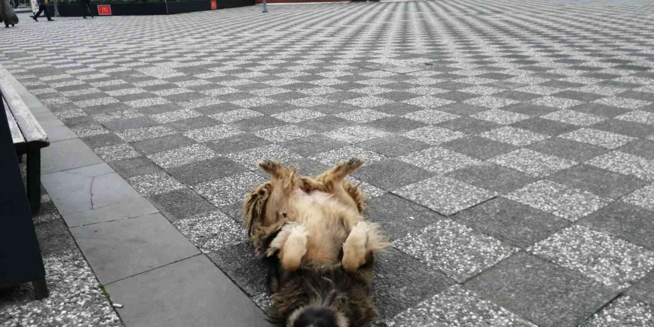 Köpeğin ilginç uyuma yöntemi