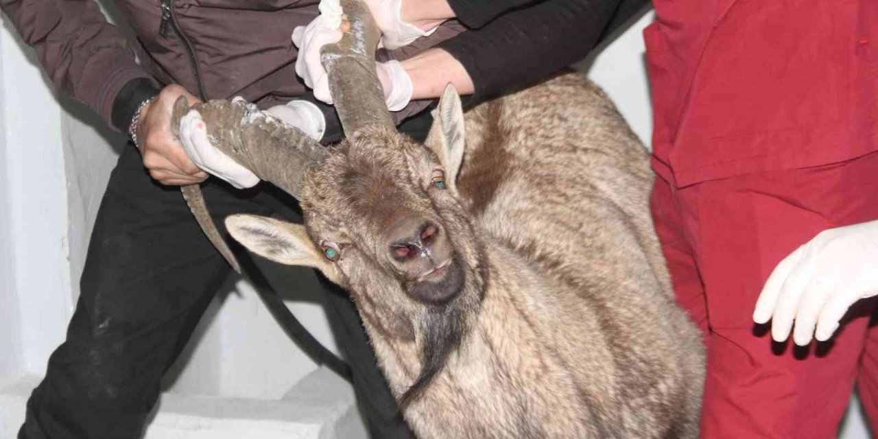 Yaralı dağ keçisi tedavi altına alındı