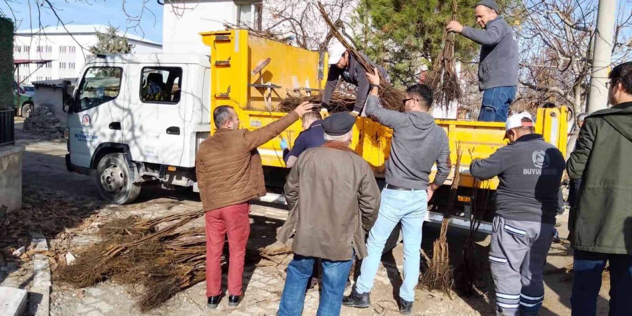 Denizli cevizin marka şehri olacak