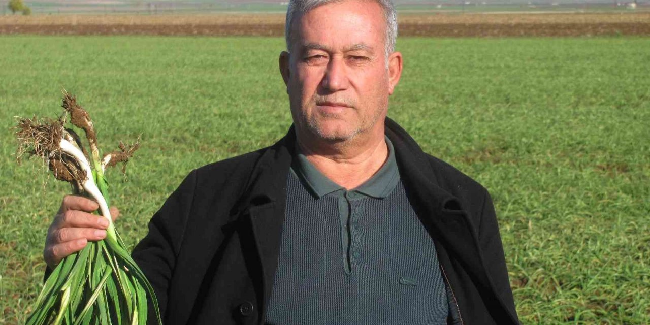 Virüs savar Araban sarımsağı için geri sayım başladı