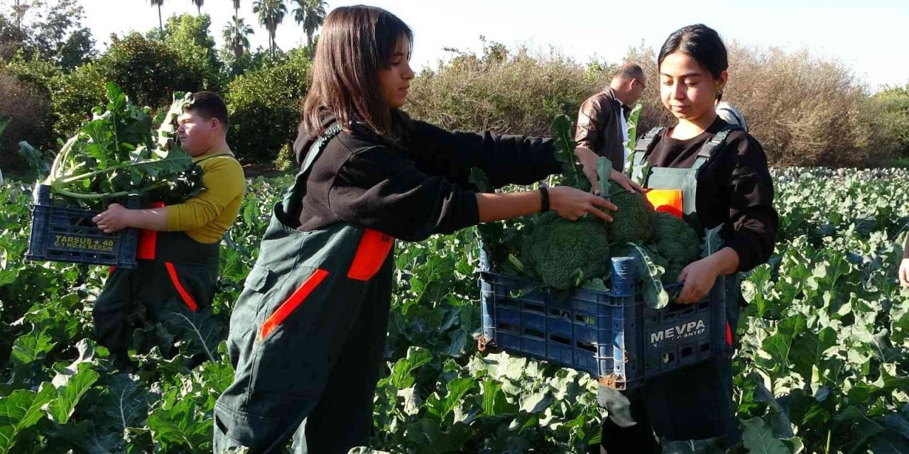Üretime geçen tarım lisesi öğrencileri sebze hasadı yaptı
