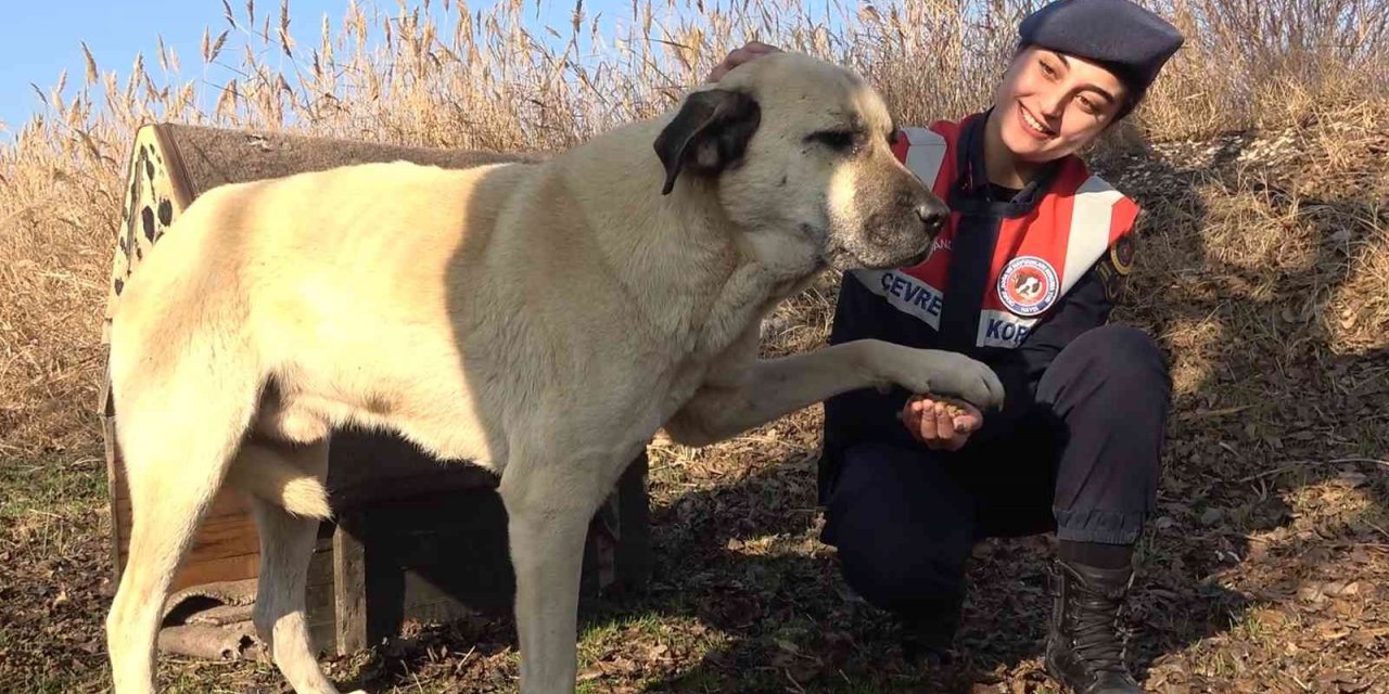 Jandarma ekipleri, sokak hayvanları için kulübe yaptı