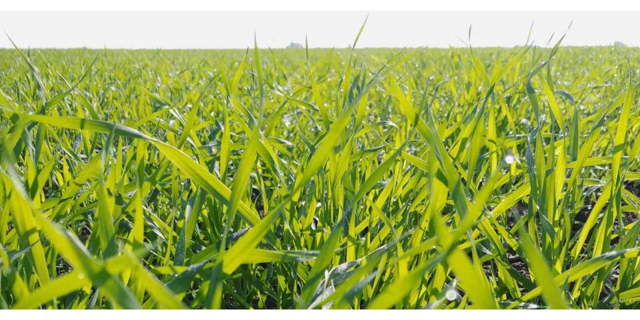 Adana’da tarlalar yeşile büründü... Buğdayda 700 bin ton rekolte bekleniyor