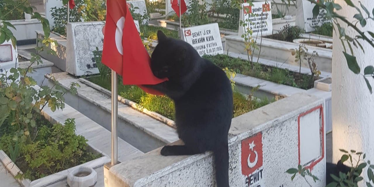 Kedi, şehitlikteki Türk bayrağını öptü