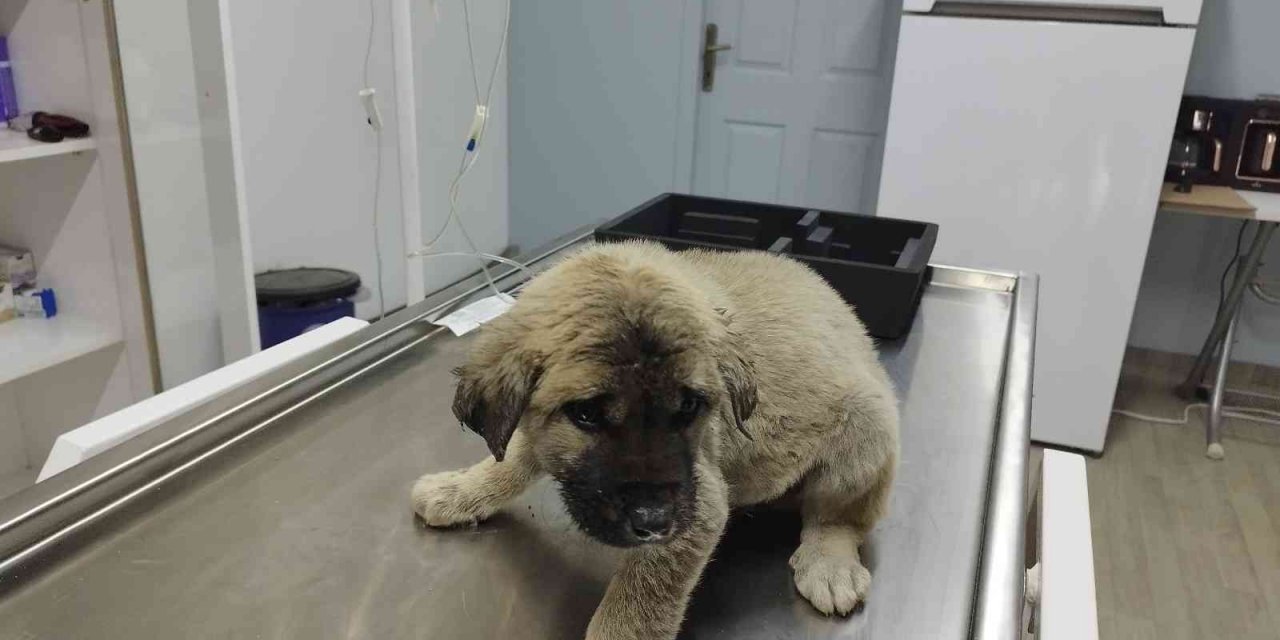 Yavru köpek kafasını öyle bir yere soktu ki bir daha çıkartamadı