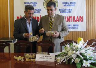 Altın çilek Ereğli'de başarıyla yetiştirildi