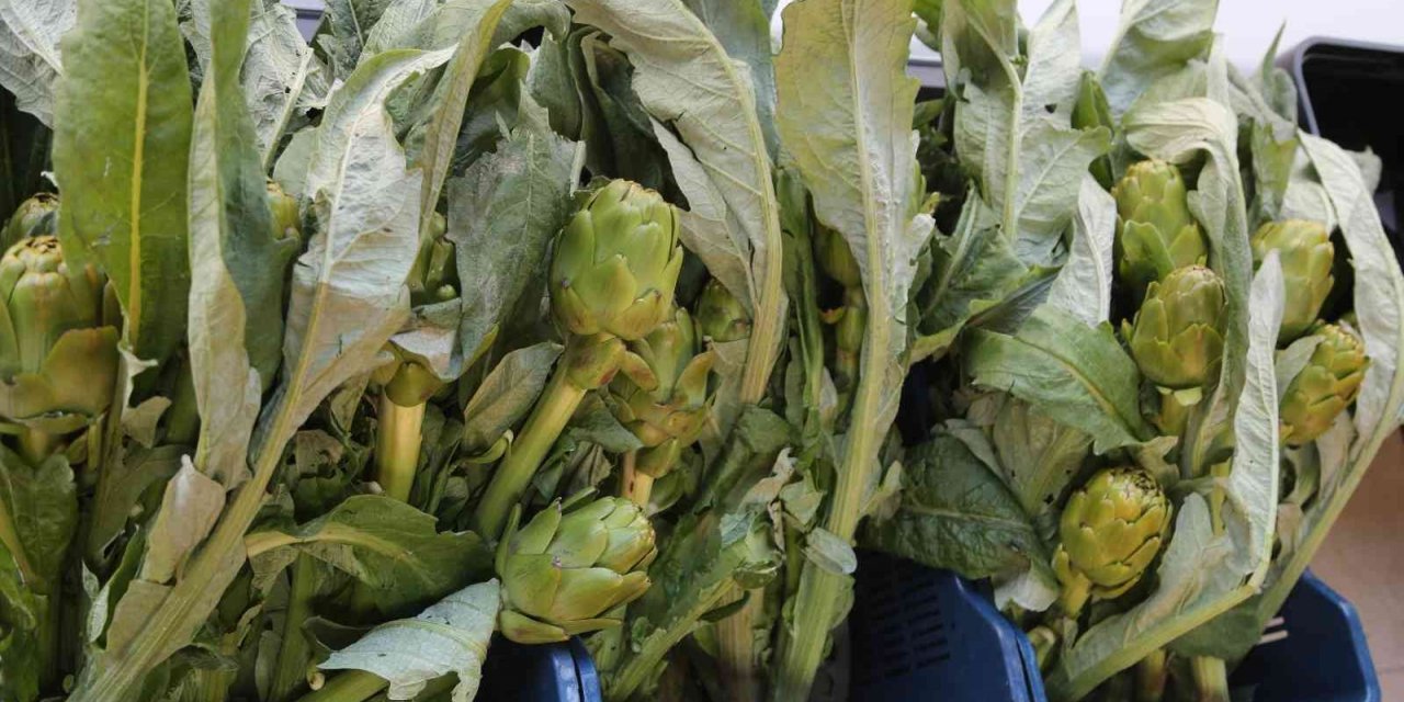 Efeler’in taze enginarları Efe Bakkal raflarında yerini aldı