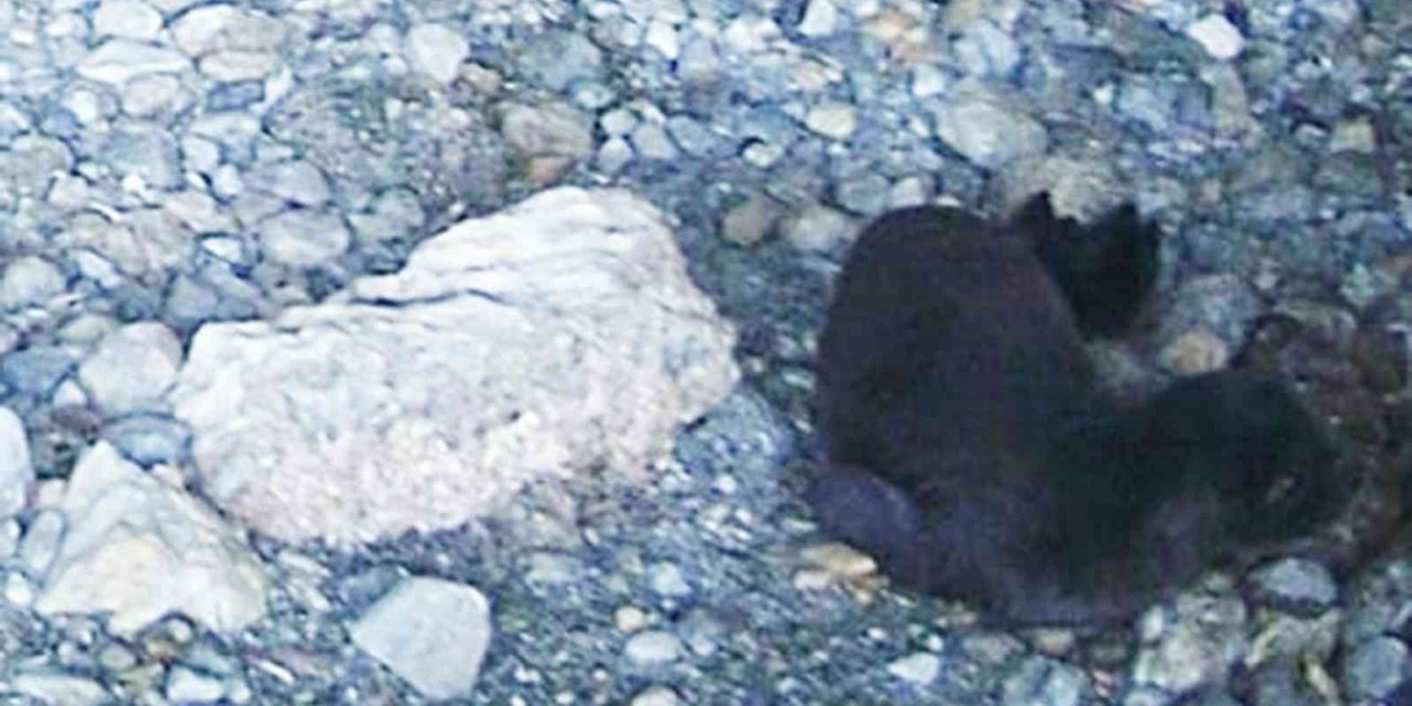 Yeni doğan Akdeniz Fokunu isim aranıyor