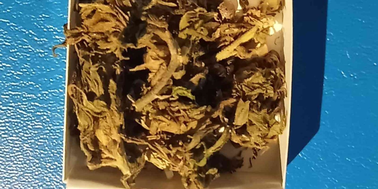 Aydın’da jandarma ekipleri uyuşturucuya geçit vermiyor