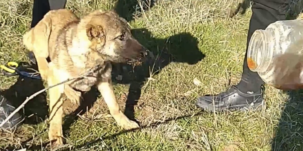 Başı plastik kaba sıkışan köpeği vatandaş kurtardı