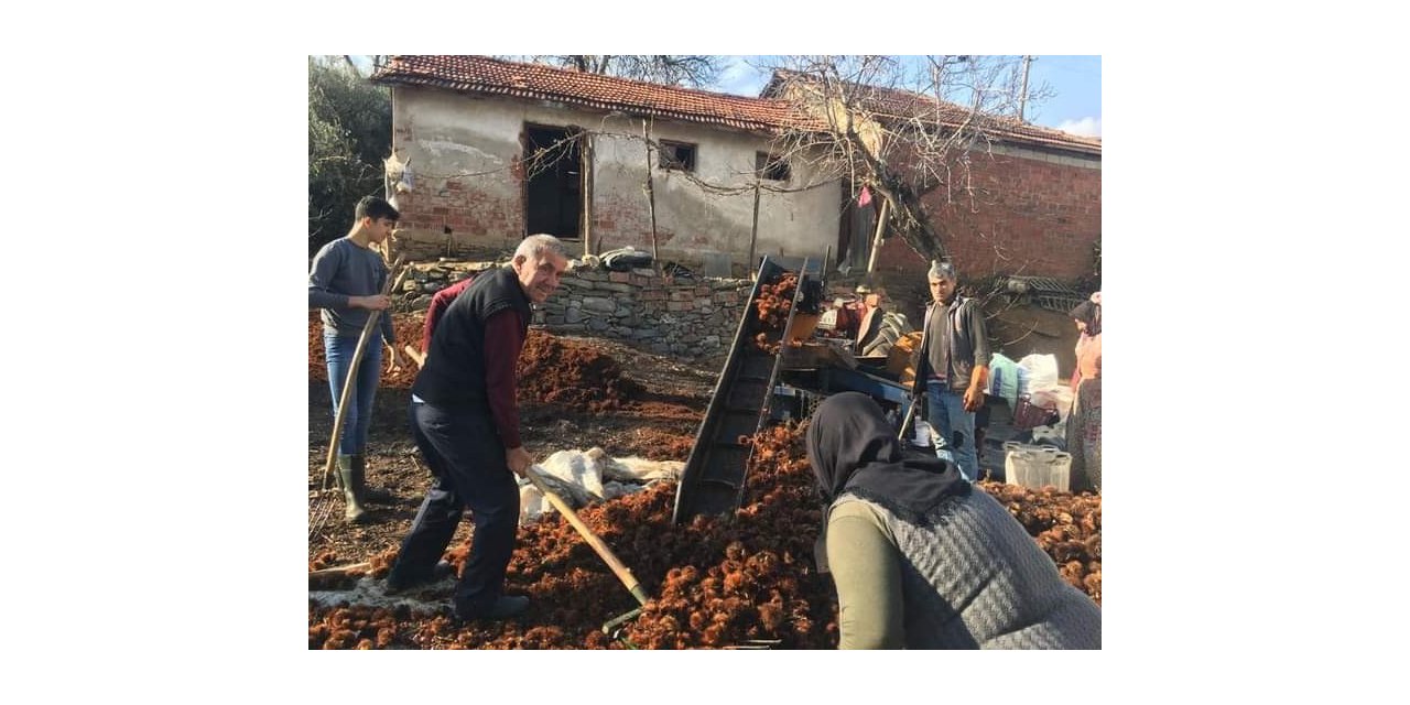 Sarıgöl’de yılın son kestane hasadı yapıldı