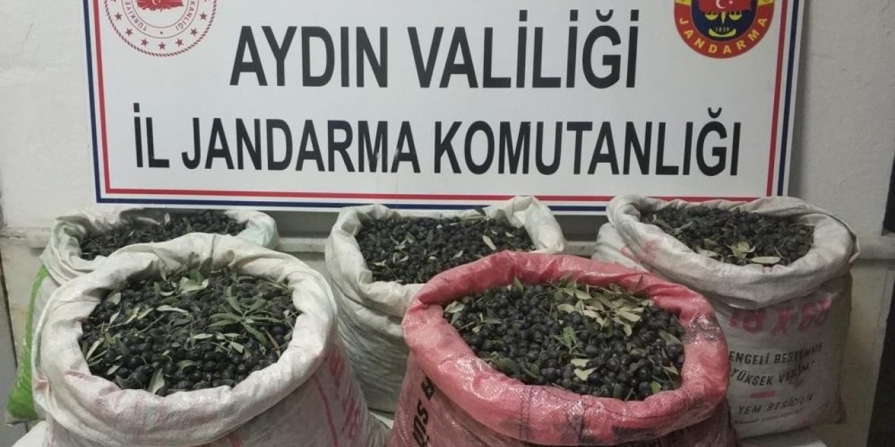 Zeytin hırsıları kamera kayıtları incelenerek yakalandı