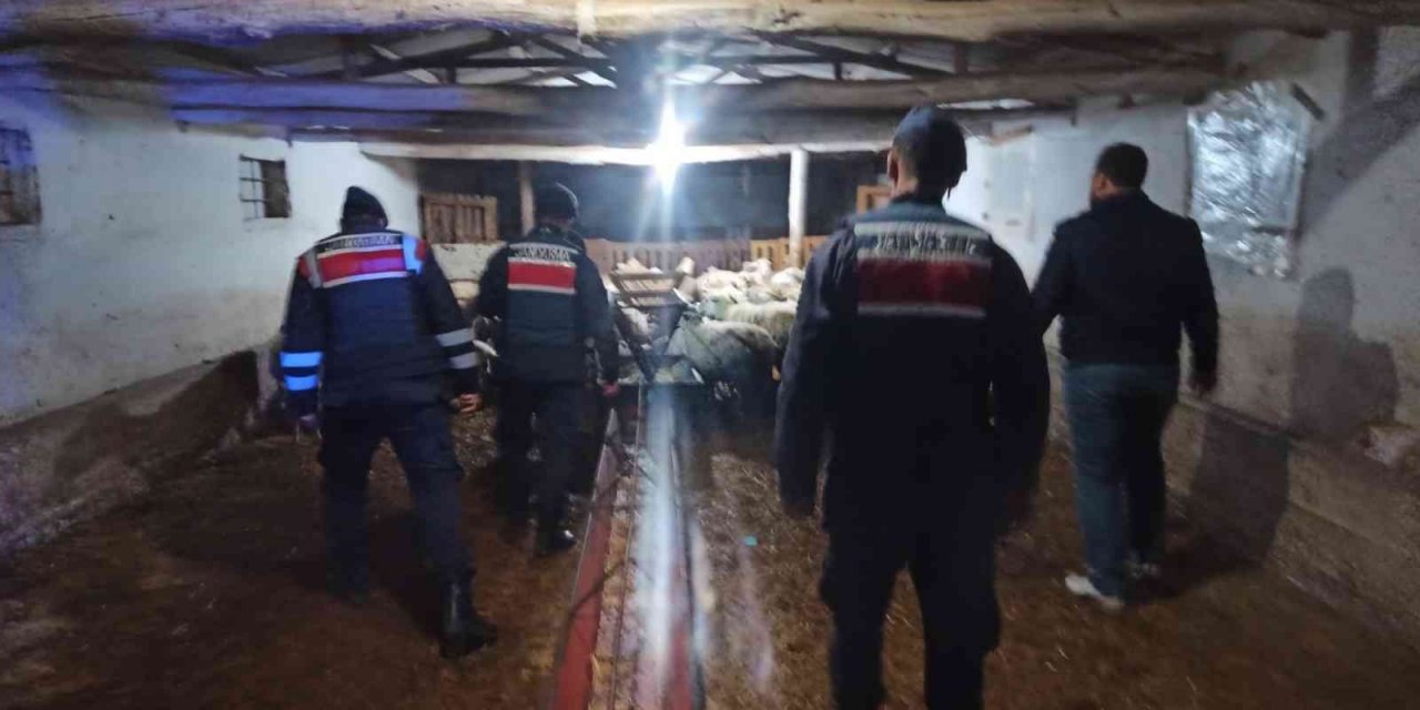 Kaybolan hayvanları Jandarma buldu