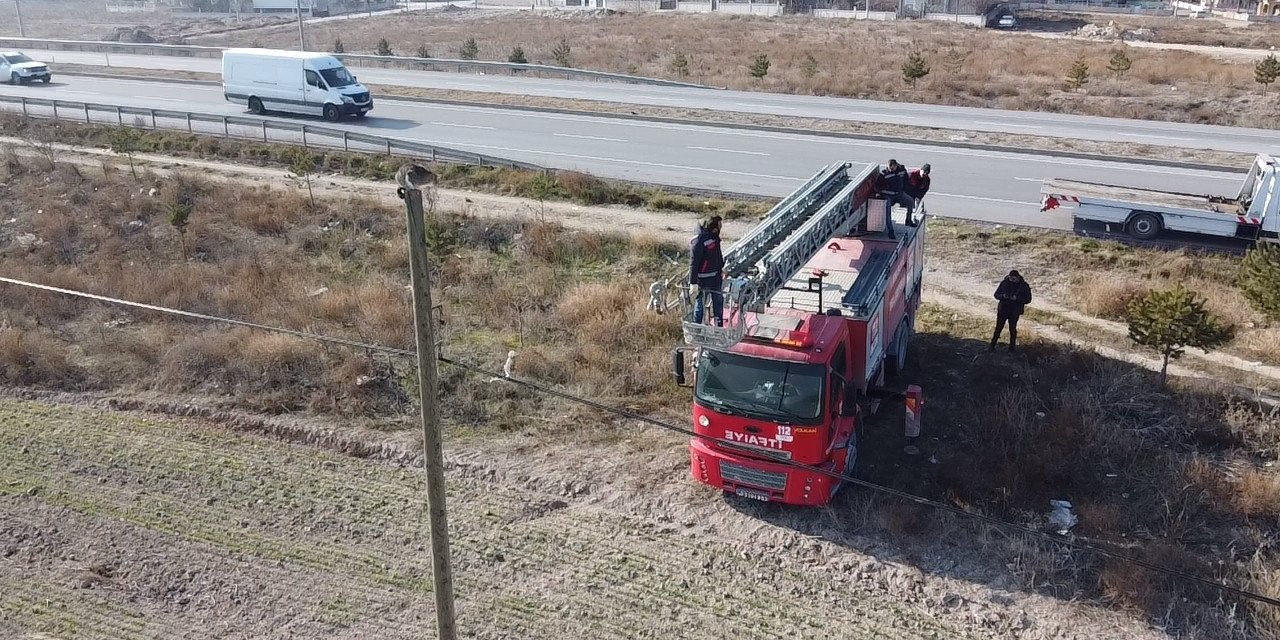 Elektrik direğinin tepesinde mahsur kalan kediyi itfaiye kurtardı