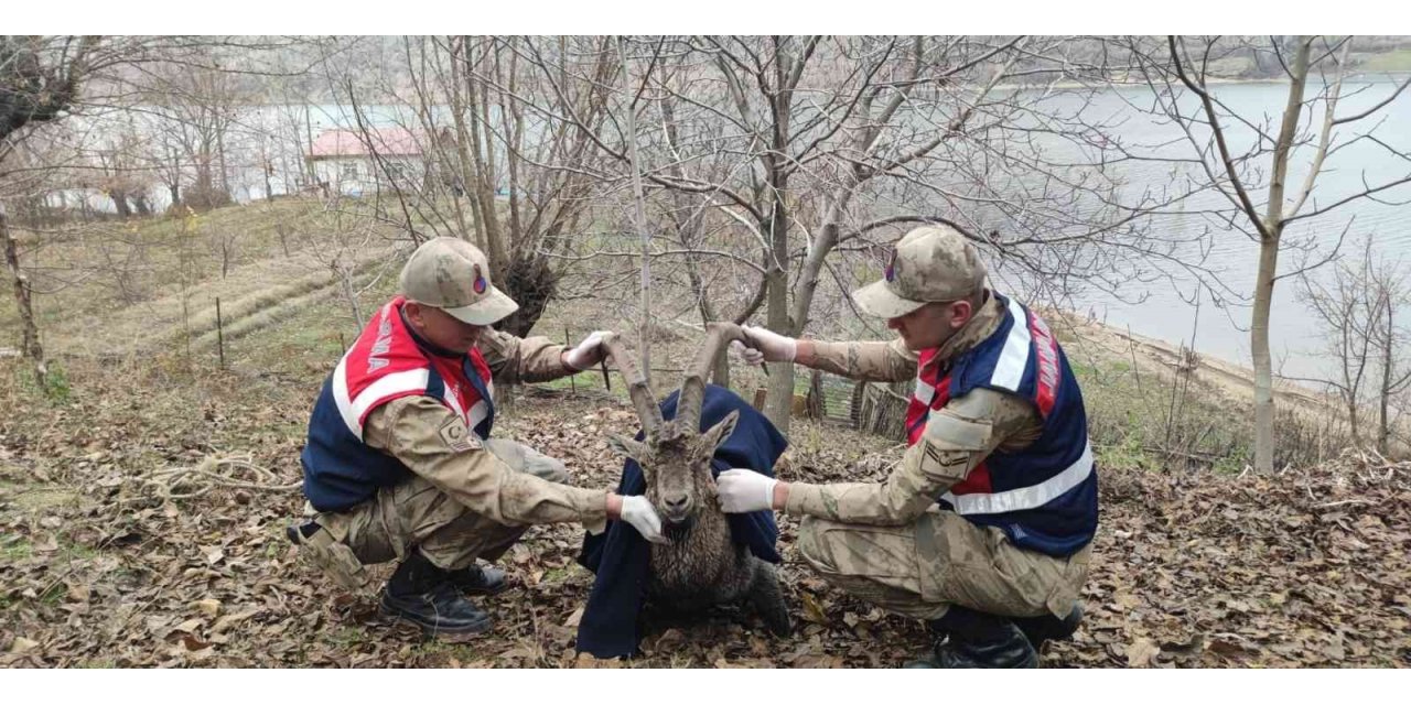 Boğulmak üzere olan dağ keçisi jandarma tarafından kurtarıldı