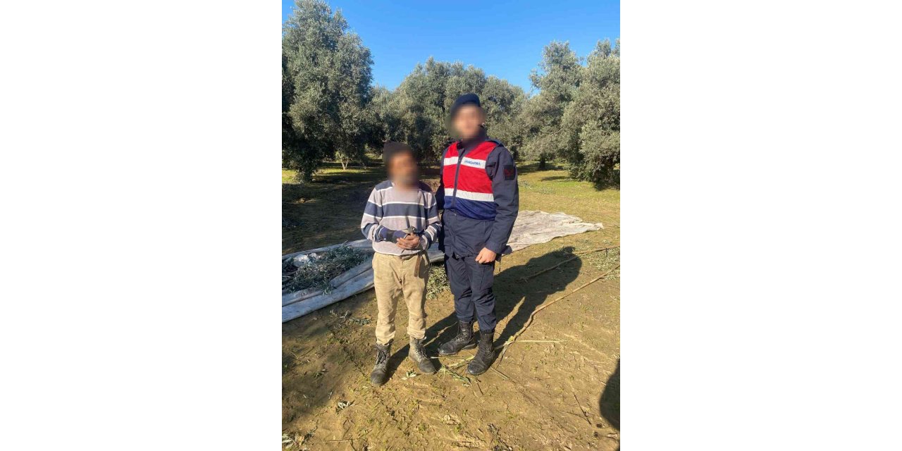 Zeytin hırsızı suçüstü yakalandı