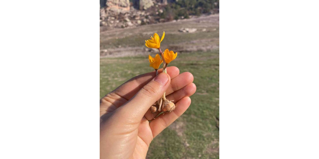 Çiğdem kış ortasında çiçek açtı