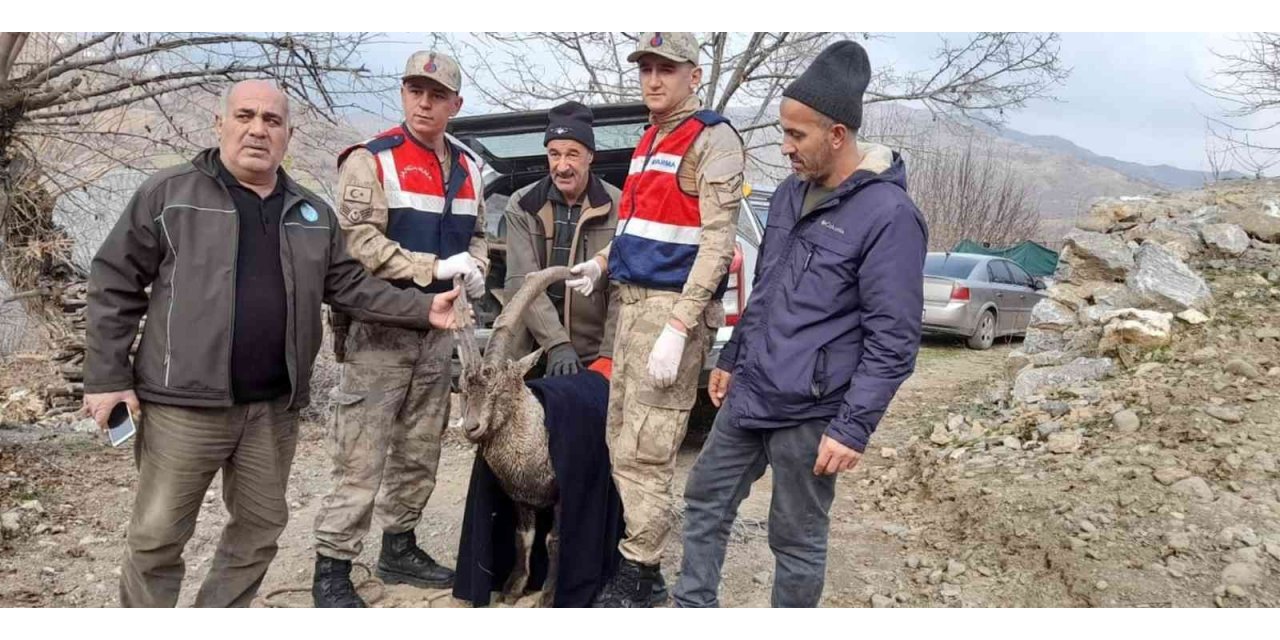 Tedavisi tamamlanan dağ keçisi doğaya salındı