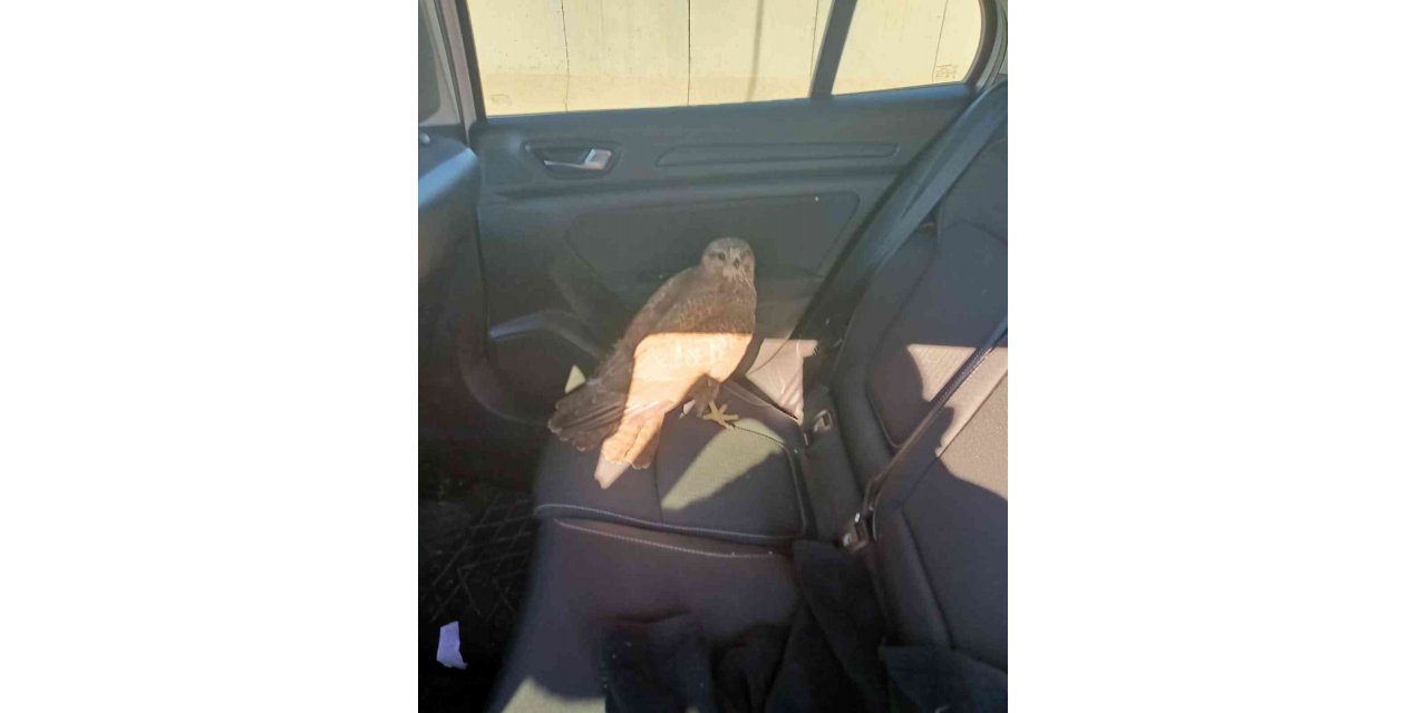 Otoyolda bulduğu yaralı kızıl şahine sahip çıktı