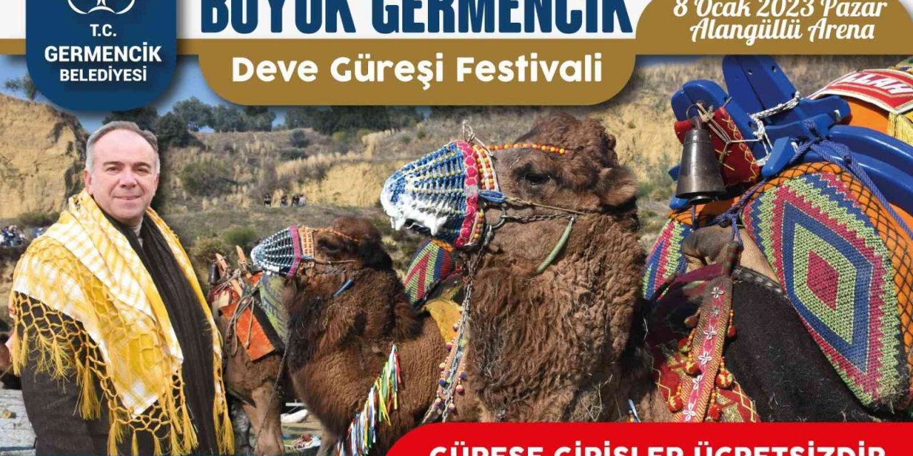 Germencik’te deve güreşi hazırlıkları sürüyor