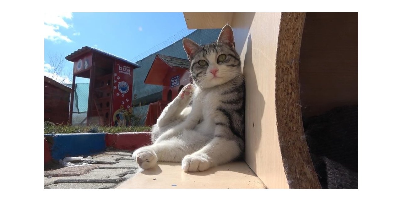 Kırıkkale’de 2 bin 380 ev hayvanı kayıt altına alındı