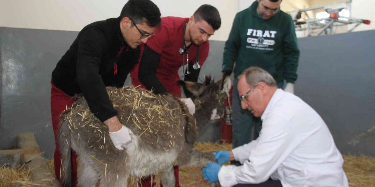 Fırat Üniversitesi Hayvan Hastanesi’nde bir yıl 7 bin 600 hayvan tedavi edildi