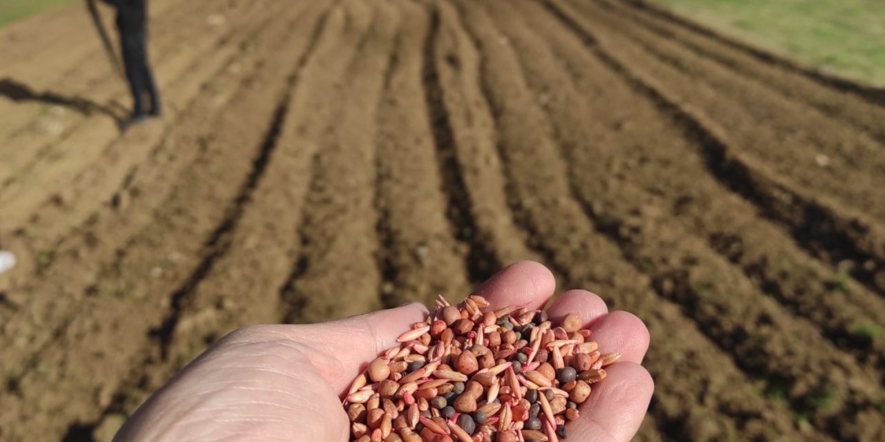 Öğrencilerin diktiği arpa ve yem bitkileri okullarına gelir olacak