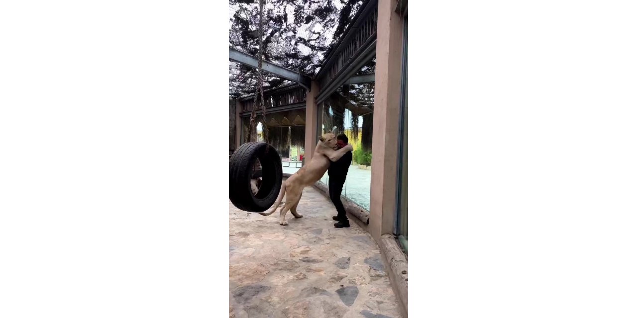 Tuzla’da veteriner ile Angel isimli aslan arasındaki sevgi bağı görenleri şaşırtıyor