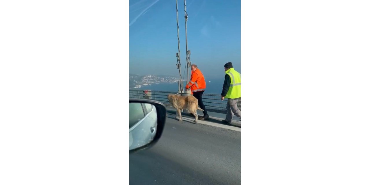 15 Temmuz Şehitler Köprüsünde sokak köpeğini görenler şaşkınlığını gizleyemedi