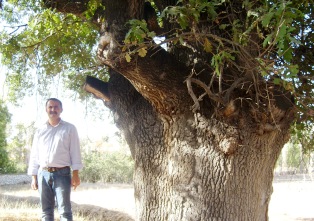 Cihanbeyli'de 250 yıllık ağaçlar tescil bekliyor