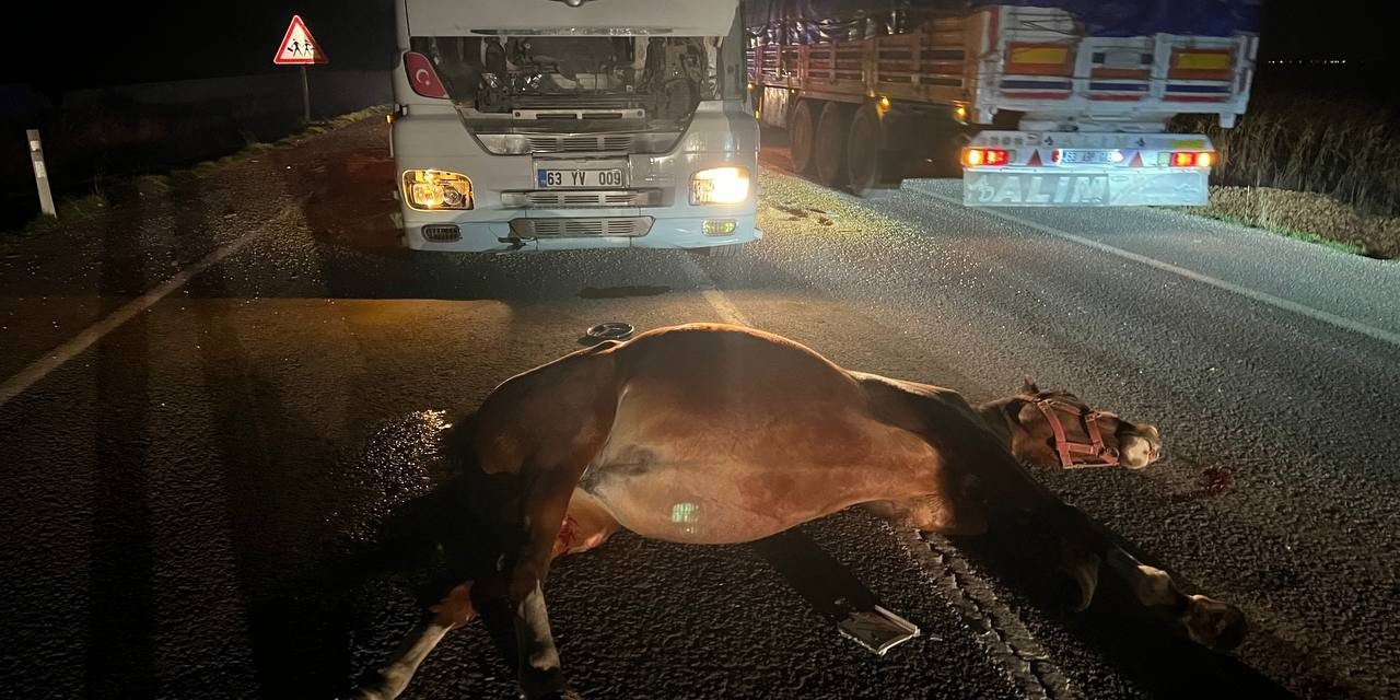 Tırın çarptığı yüzbinlerce liralık 2 yarış atı telef oldu