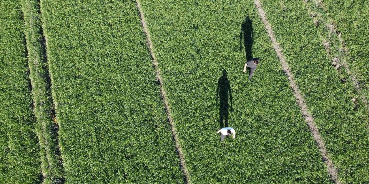 Buğday tarlalarında yaz sıcağı tehdidi