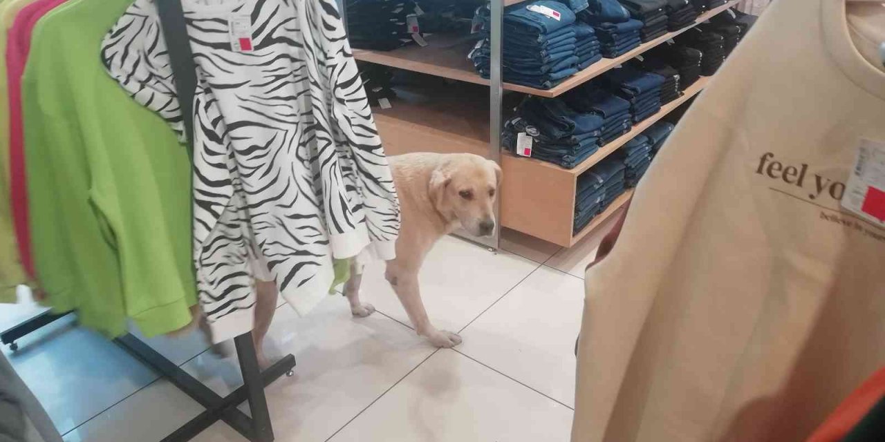 İşletmenin sürekli müşterisi olan sevimli köpek