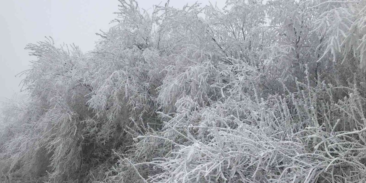 Elazığ’da kırağı ağaçları beyaza bürüdü