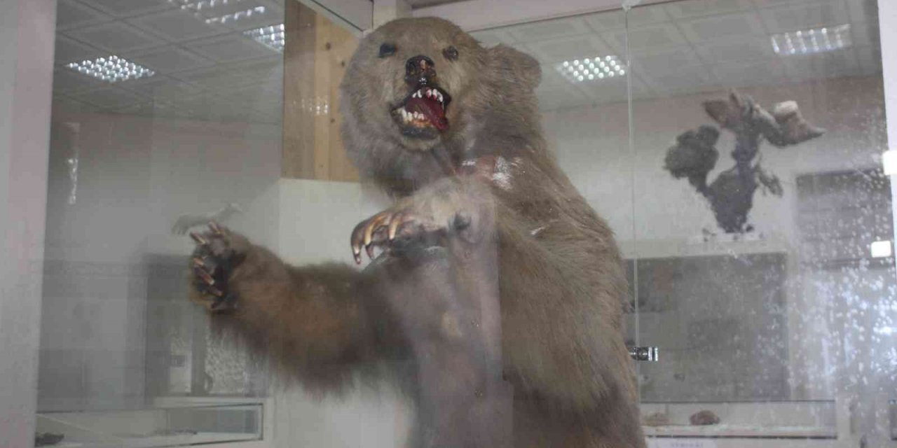 İklim krizi ayıları kış uykusuna yatırmıyor