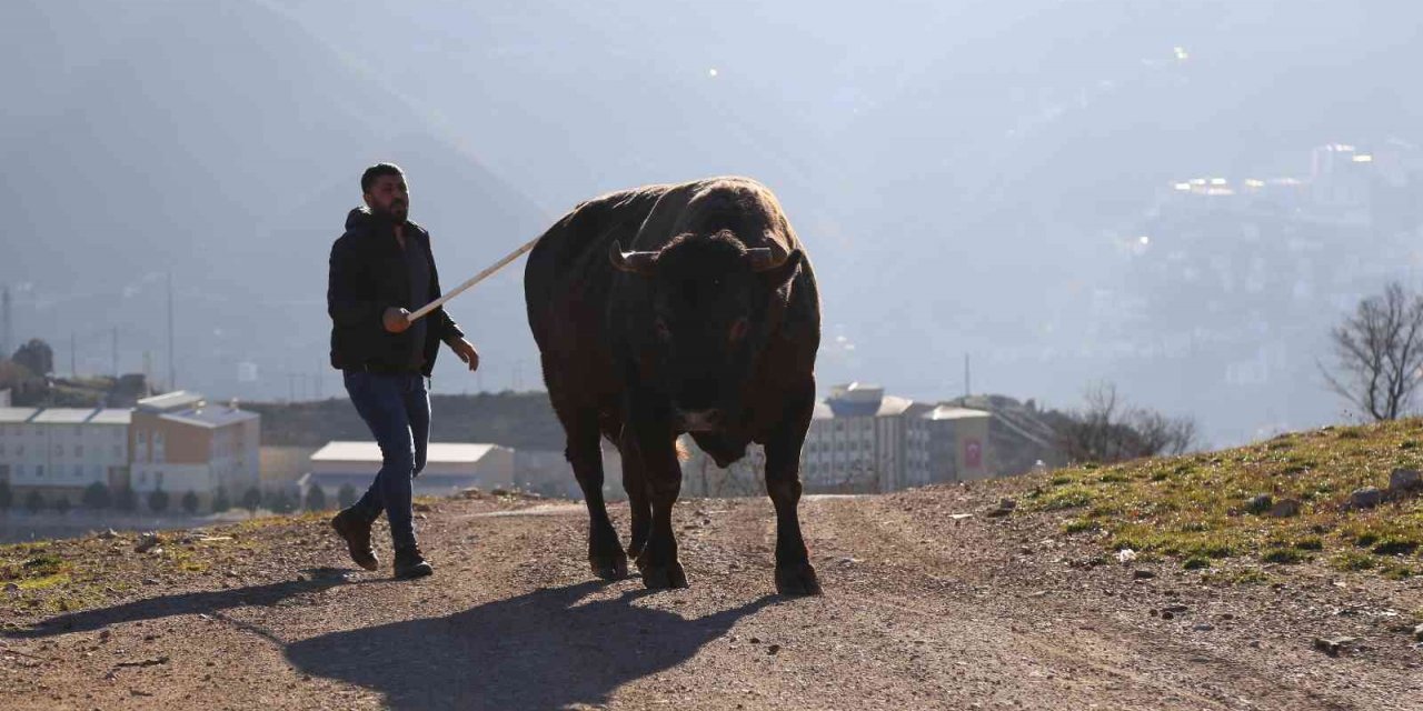 Artvin’de heykeli yapılan şampiyon boğa 500 bin liraya satıldı