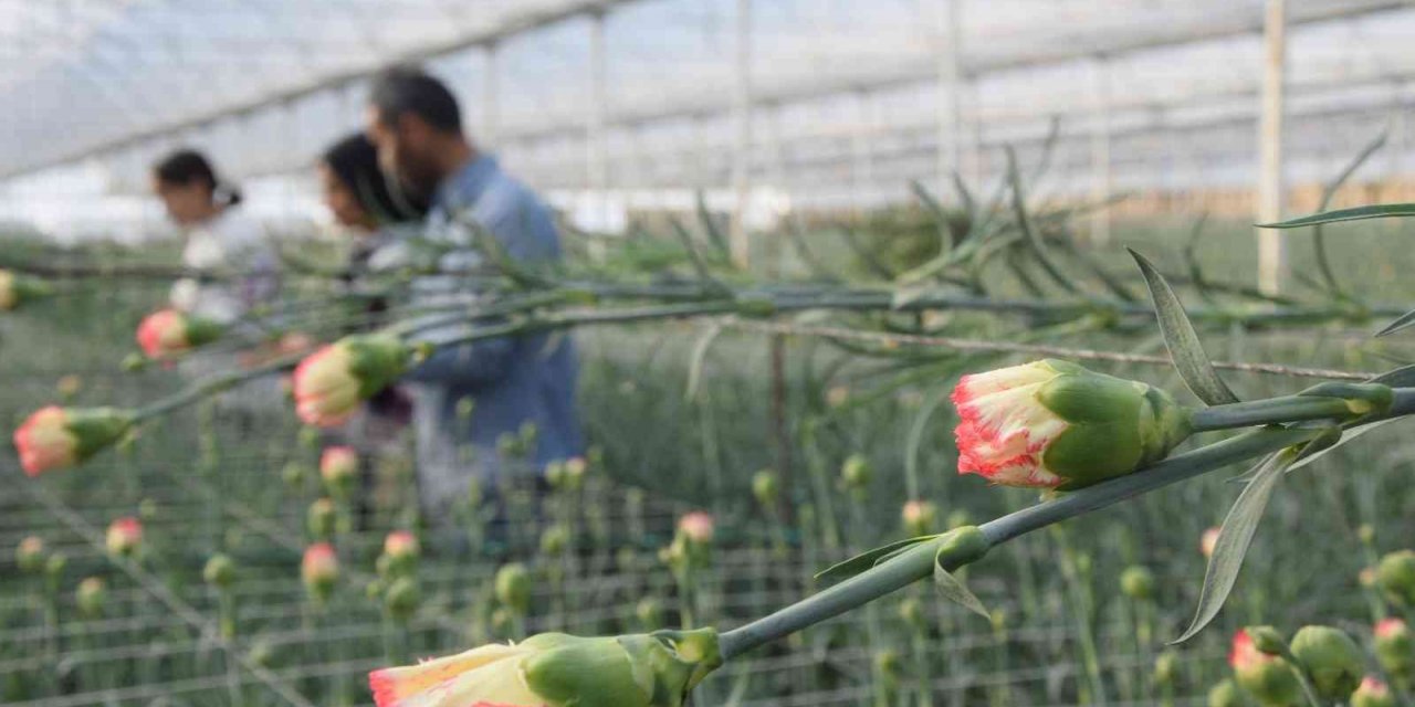 Tanesi 2 ile 5 TL arasında satılıyor, kimse yetiştirmeye cesaret edemiyor