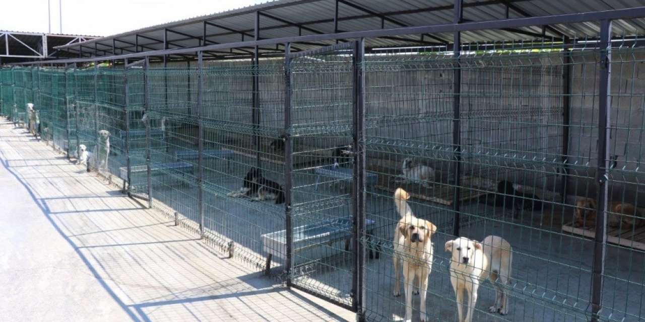 Safranbolu’da 119 sokak hayvanı sahiplendirildi