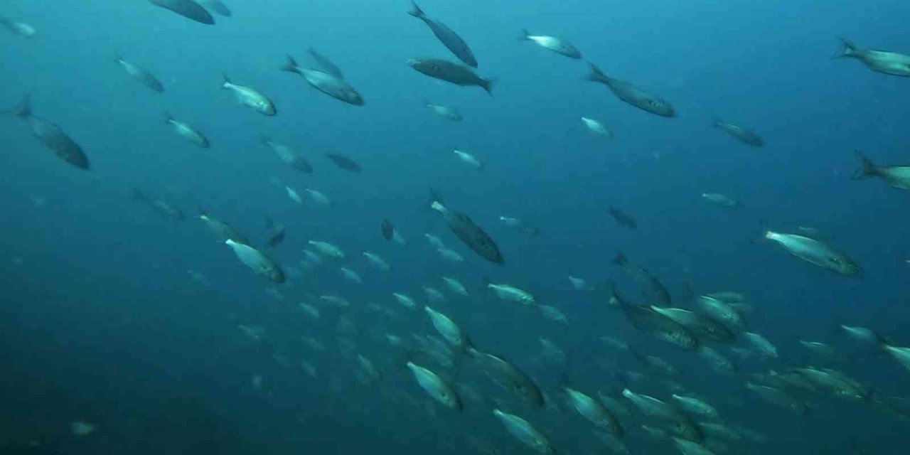 Pendik’te dalış yapan dalgıç lüfer sürüsü ile karşılaştı, o anları su altı kamerasıyla kaydetti