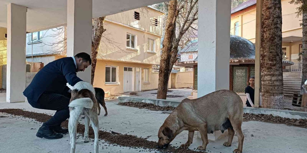 Osmaniye Belediyesi, sokak hayvanlarına umut oluyor