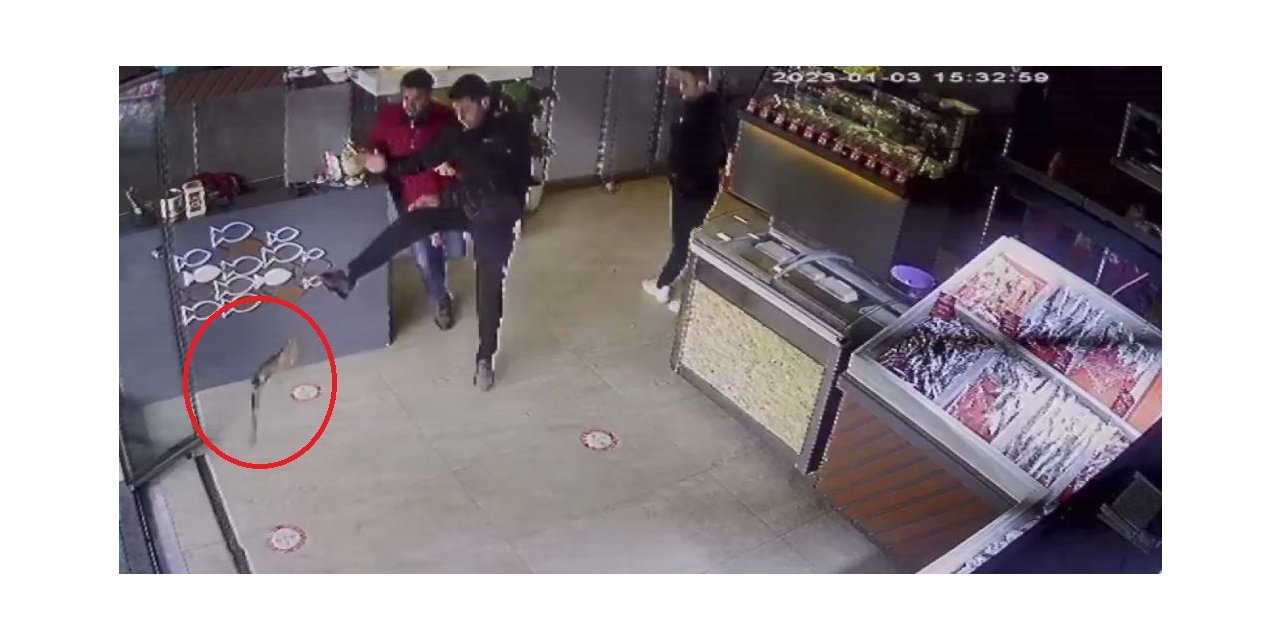 Balıkçıya giren atmaca dehşet yaşattı: O anlar kameraya yansıdı