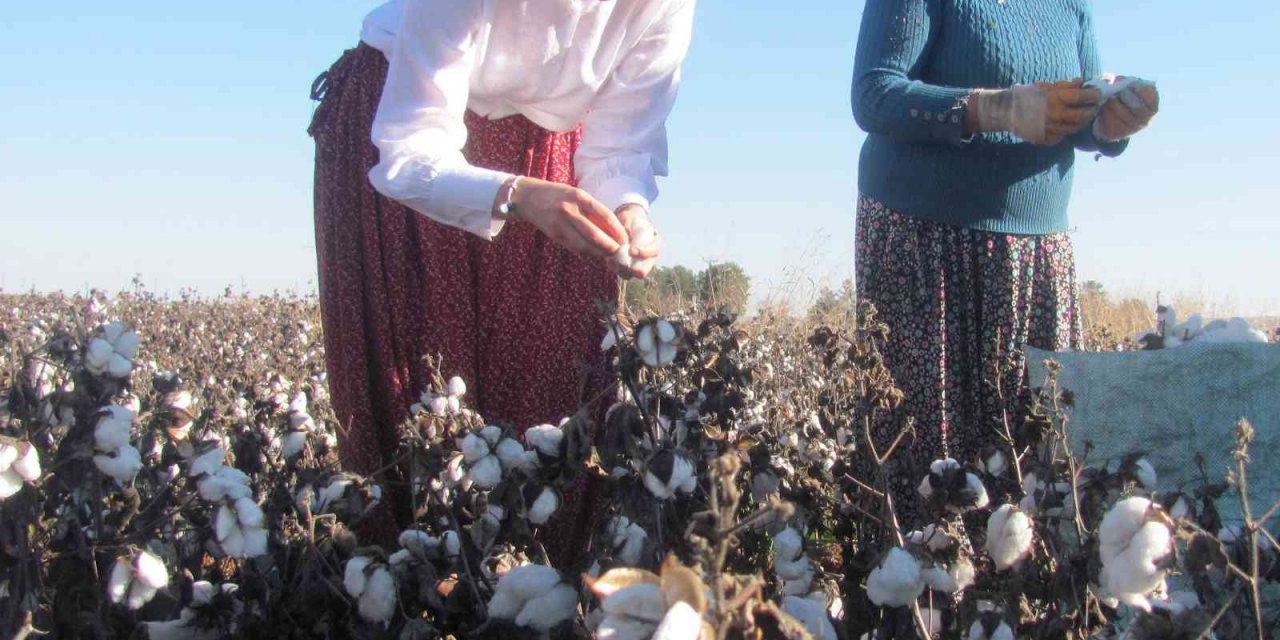 Kadın kaymakam şalvar giyip pamuk topladı