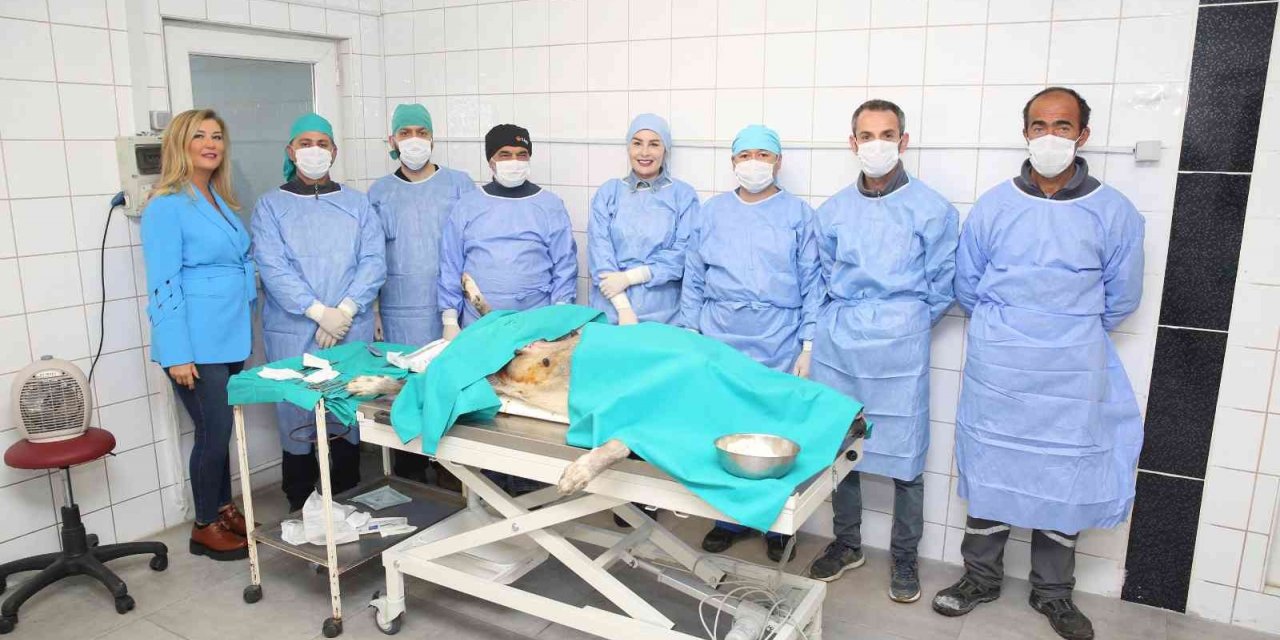 Nilüfer’de sahipsiz can dostlar kısırlaştırılıyor