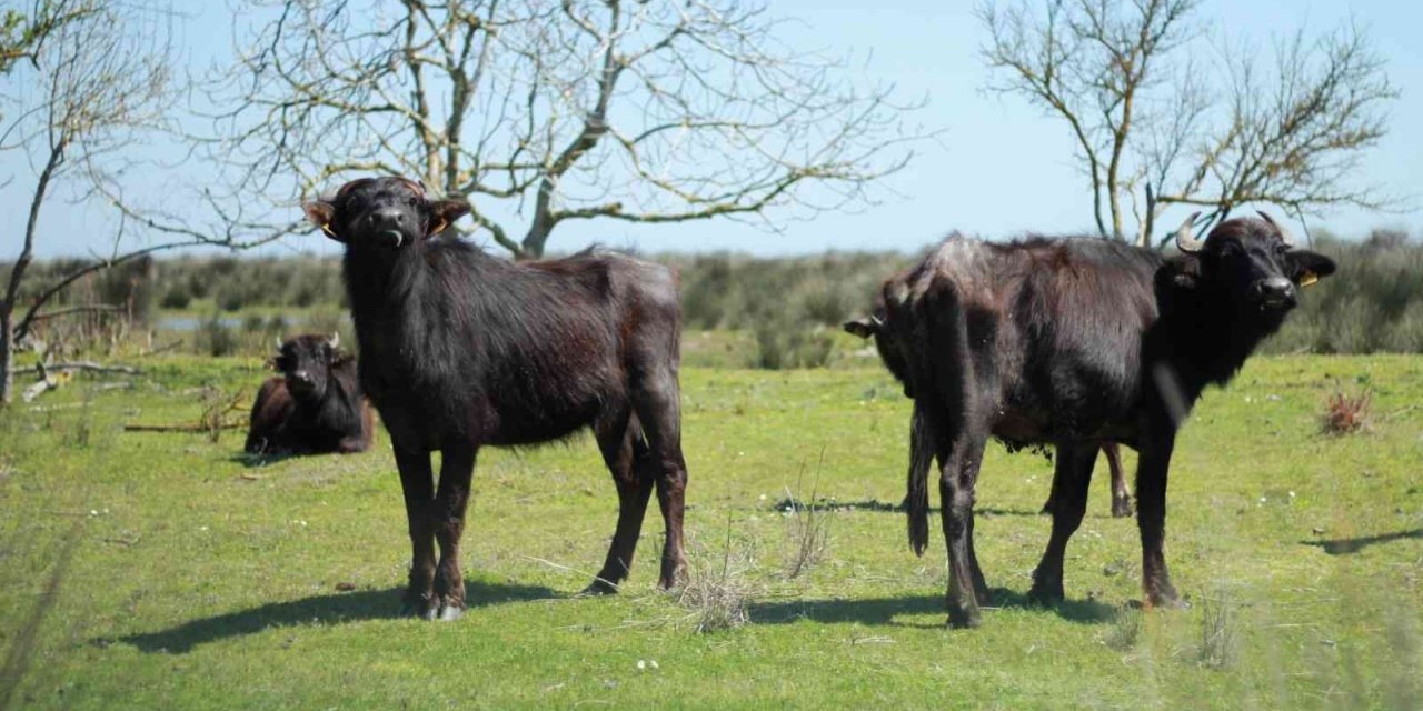 Deltadaki manda popülasyonu yaban hayvanları tehdidi altında