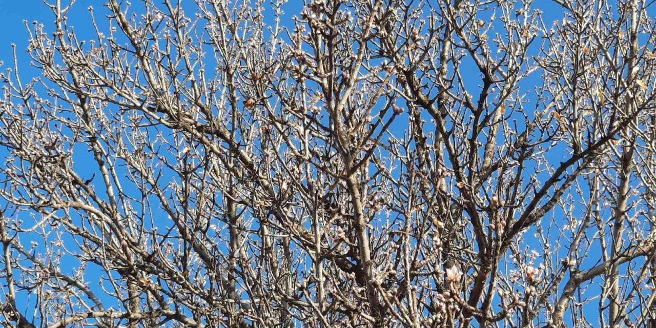 Yalancı bahara aldanan badem ağaçları çiçek açtı