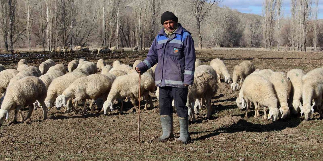 Kar yağmayınca küçükbaş hayvanlar meralarda otlamaya devam etti