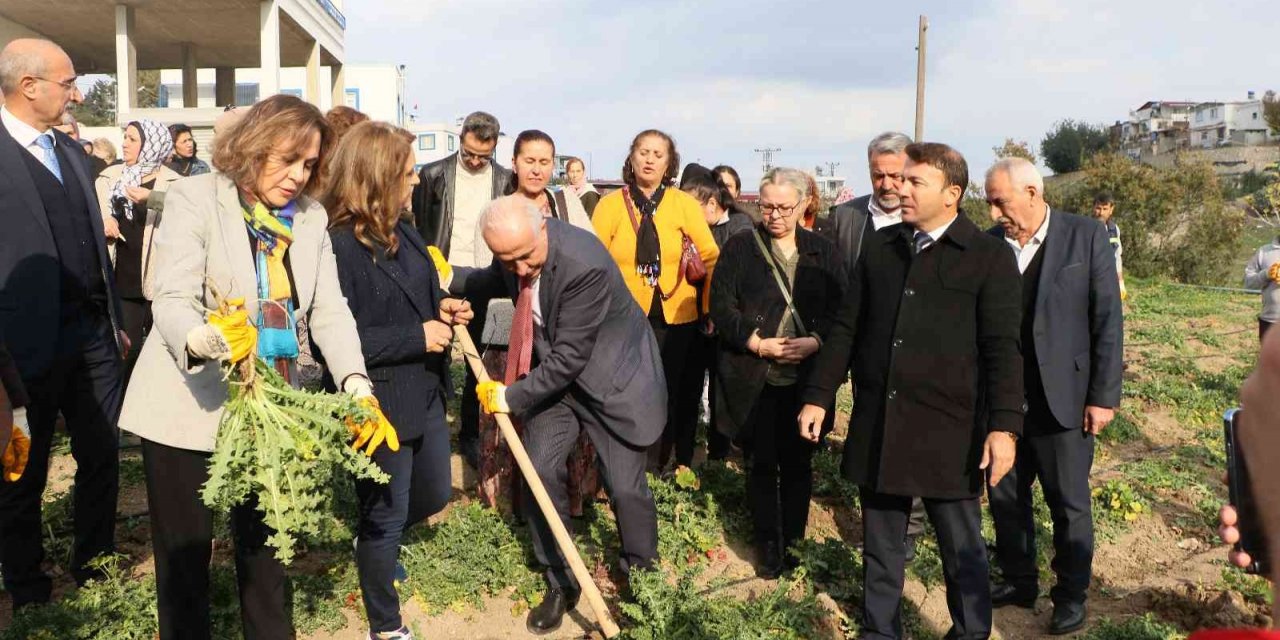 3 ayda hasat vakti geldi, kilosu 60 liradan satılıyor
