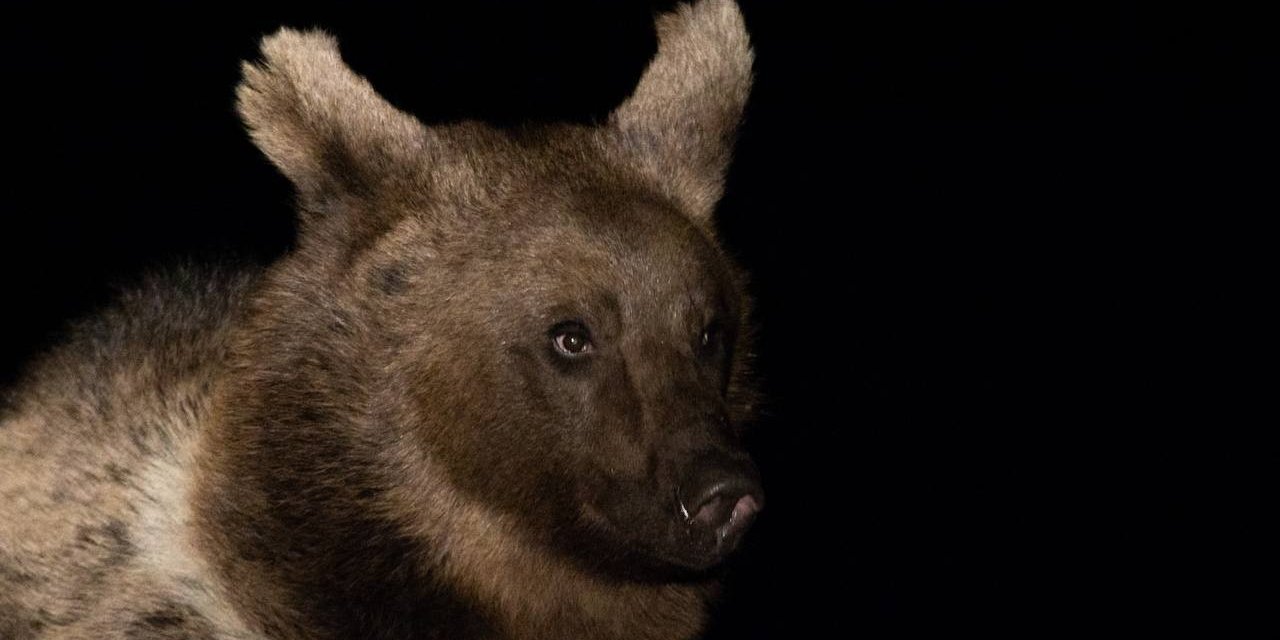 Özlenen kış gelmedi, ayılar kış uykusuna yatmadı