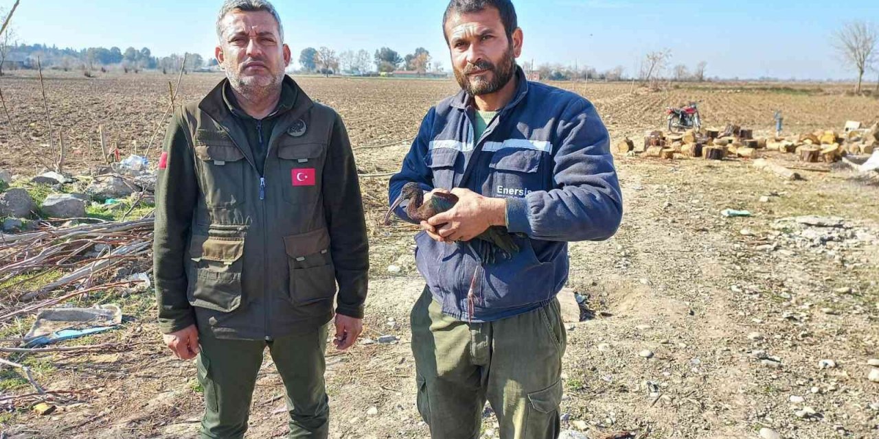 Yaralı bulunan çeltikçi kuşu ve kızıl şahin tedaviye alındı